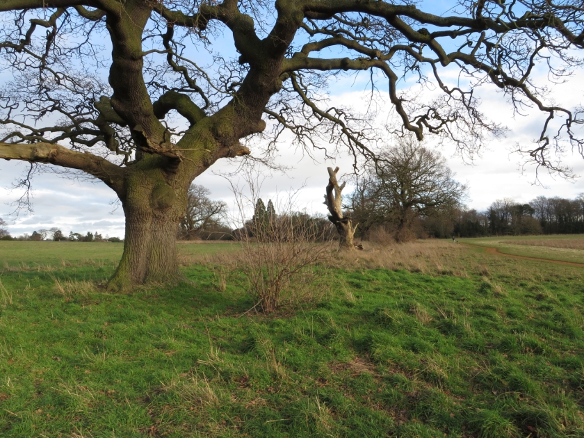 Oak pollards, once part of a hedgerow, in the park at Catton.